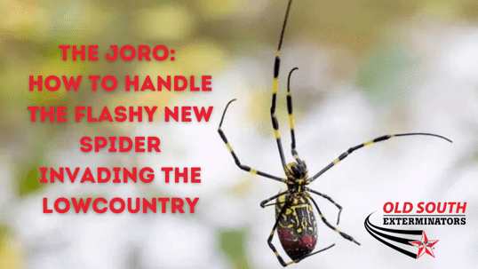 Joro spider strategies and tips Lowcountry